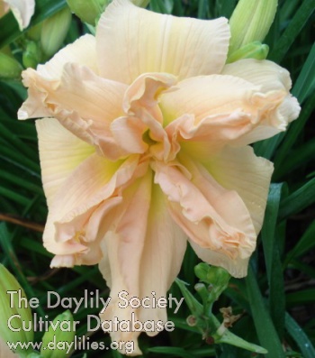 Daylily Kelly Andres